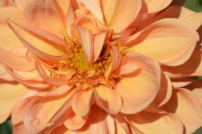 Dahlia Flower Blossom