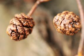 Pinecone Nature Forest