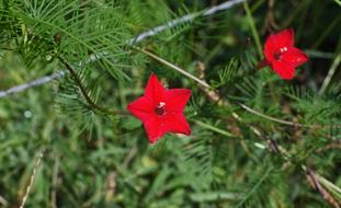 Red Cyprus Vine Flowers