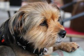 Yorkshire Terrier Dog Pet Small