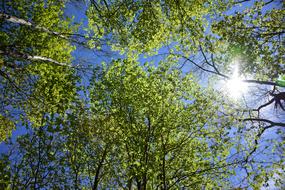 Trees Sunshine Light