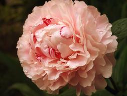 a magnificent peony in the garden
