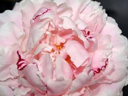 Peony Flower Bloom