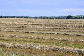 Harvest Festival Stubble