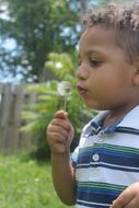 preschooler is blowing on a fluffy dandelion