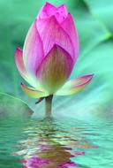 Lotus Blossom Bloom Water