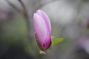 pinkish flower bud in nature