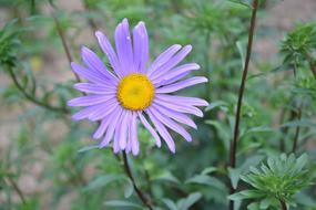 purple flower in green grass