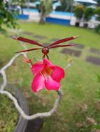Dragonfly Red Flower in summer garden