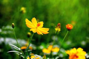 Flowers Nature Floral