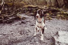 Wet Dog Animal in forest