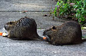 Nutria Mammal wild Animals