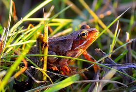 Frog Tree Amphibians