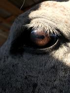 Horse Eye Head