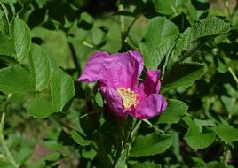 rosebud in the foliage