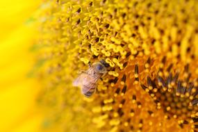 yellow Plants Flowers macro photo