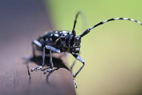 Natural Insects in Park