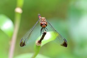 Nature Forest Insects