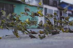 Bird Beak Feather