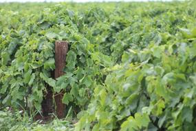 Grapevine Green Post
