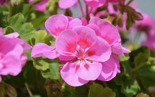 Flowers Rose Geranium Were