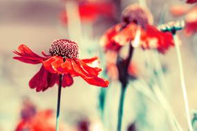orange flowers a lot