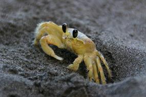 Crab Yellow Sea