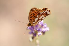 Butterfly insect macro view