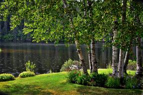 Landscape Birch Trees