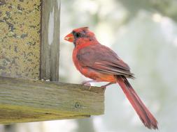 Red Cardinal Bird Close up view