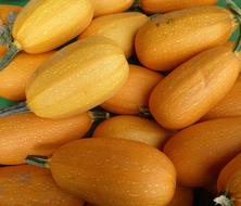 ripe fresh zucchini