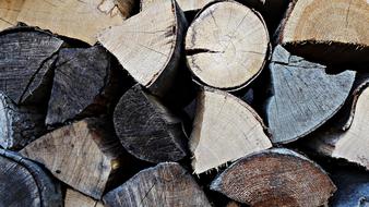 Wood Background Tree