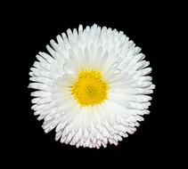 Daisy White petals photo