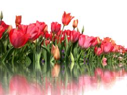 tulips isolated red spring