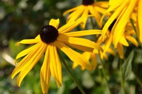 Blossom Bloom Yellow