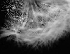 Dandelion Flower