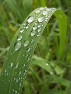 Natural Plant Raindrop