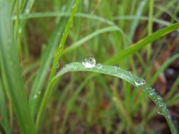 Nature Macro Drop Of