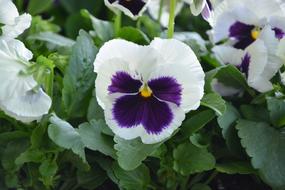 Flower Thinking Nature