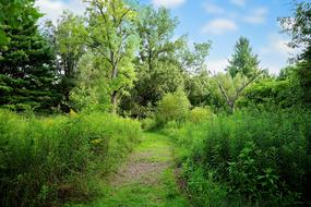 Path Nature Landscape