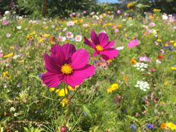 Flowers English Cottage Garden