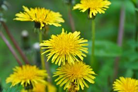 Dandelion Yellow Spring