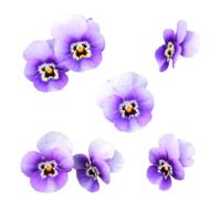 flowers wild flower transparent