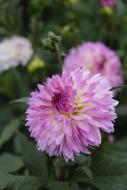 Flower Blossom Bloom