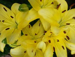 bouquet of yellow lilies