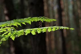 green leaves on a tree in the forest