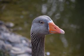 Duck White Ducks