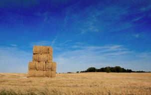 Cornfield Harvest Agriculture