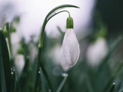 white flower on a stem