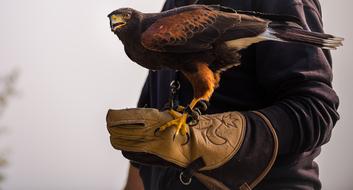 eagle bird on hand